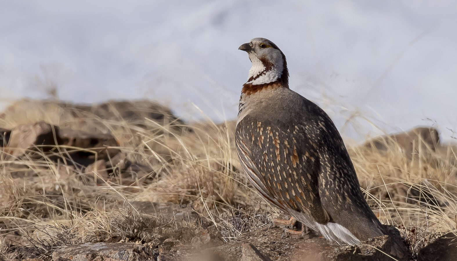 Himalayan Snowcock