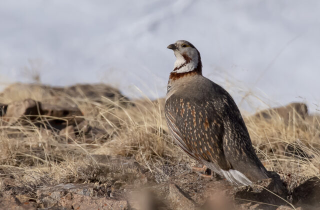 Himalayan Snowcock