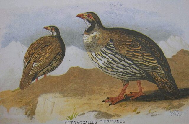 Tibetan Snowcock