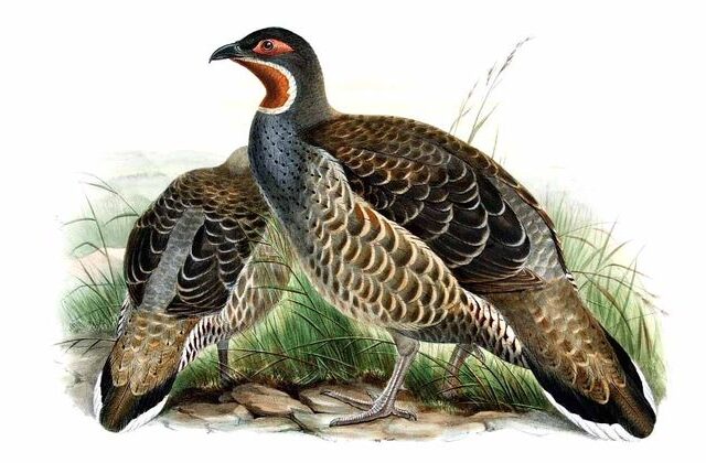 Chestnut-throated Monal-Partridge