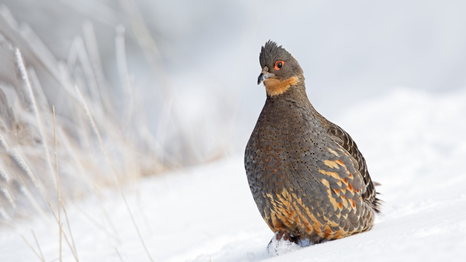 Buff-throated Monal-Partridge