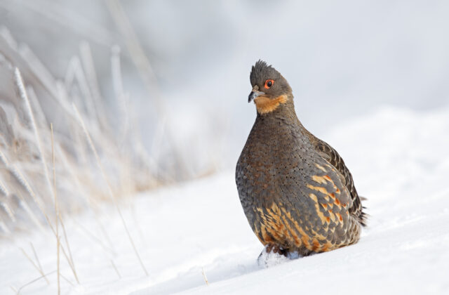Buff-throated Monal-Partridge