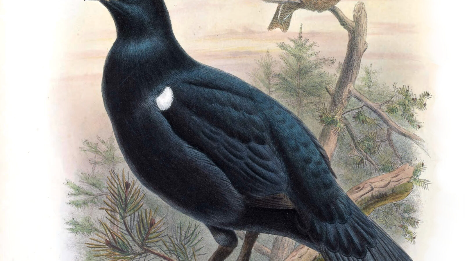Caucasian Grouse