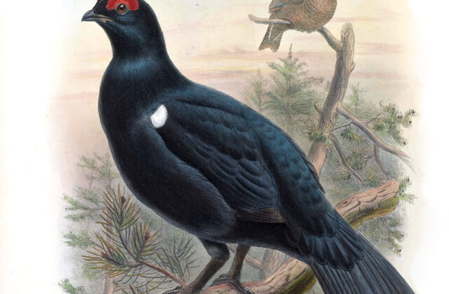 Caucasian Grouse