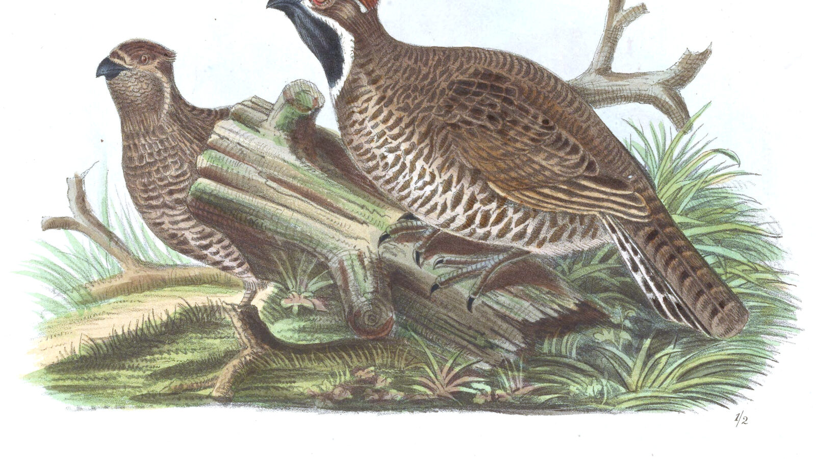 Chinese Grouse