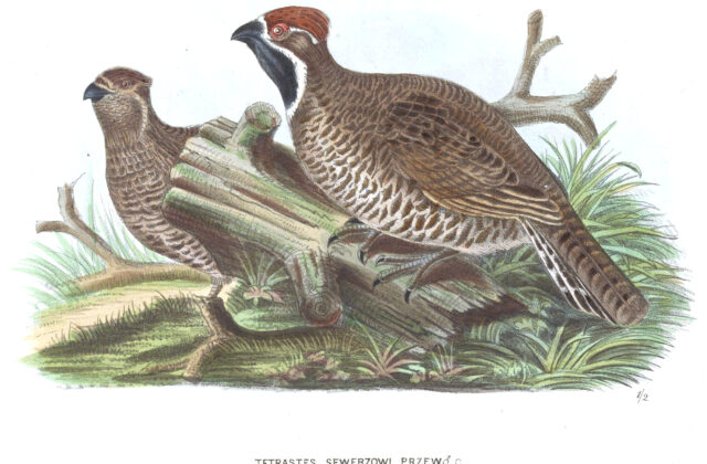 Chinese Grouse