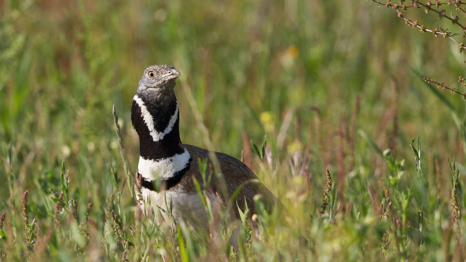 Little Bustard