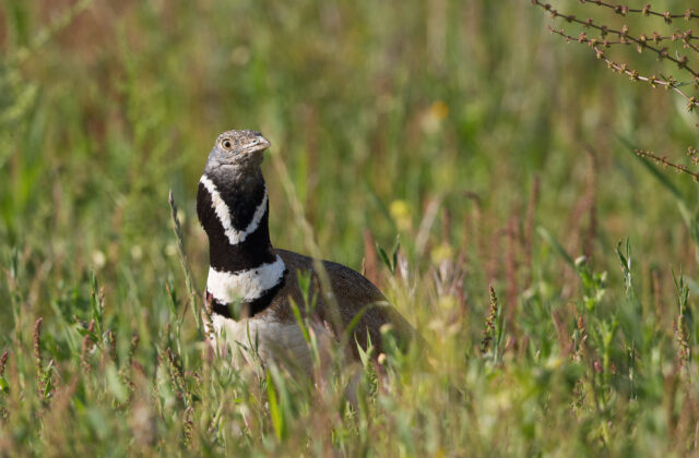 Little Bustard