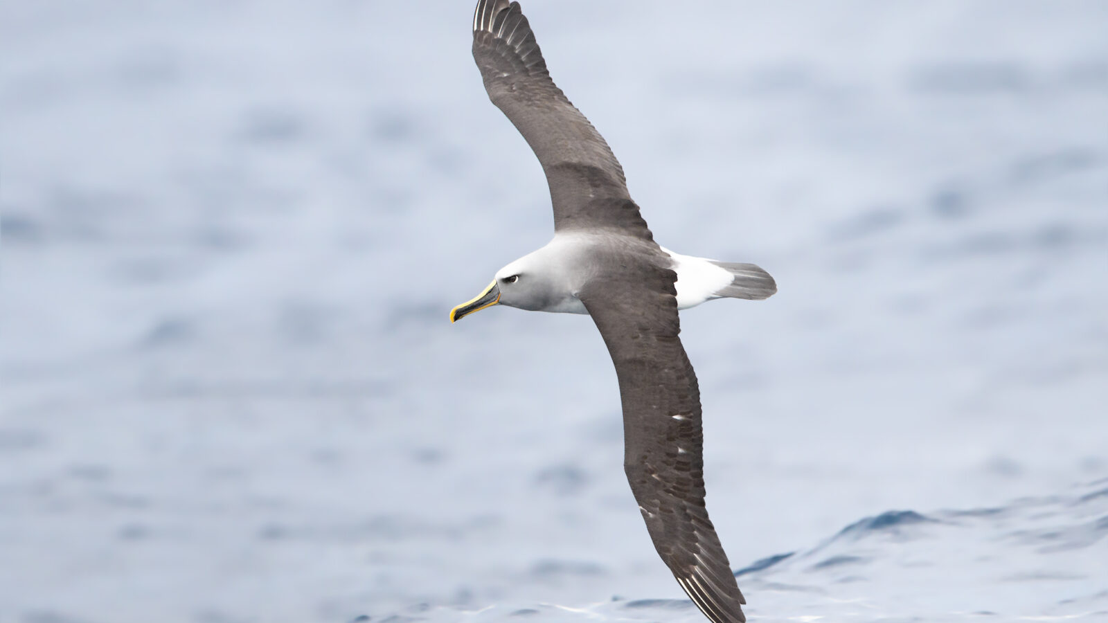 Buller’s Albatross