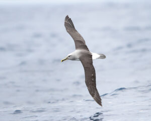 Buller’s Albatross