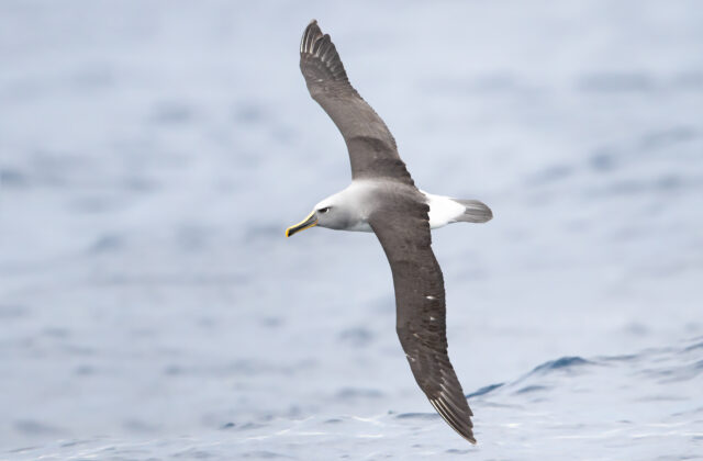 Buller’s Albatross