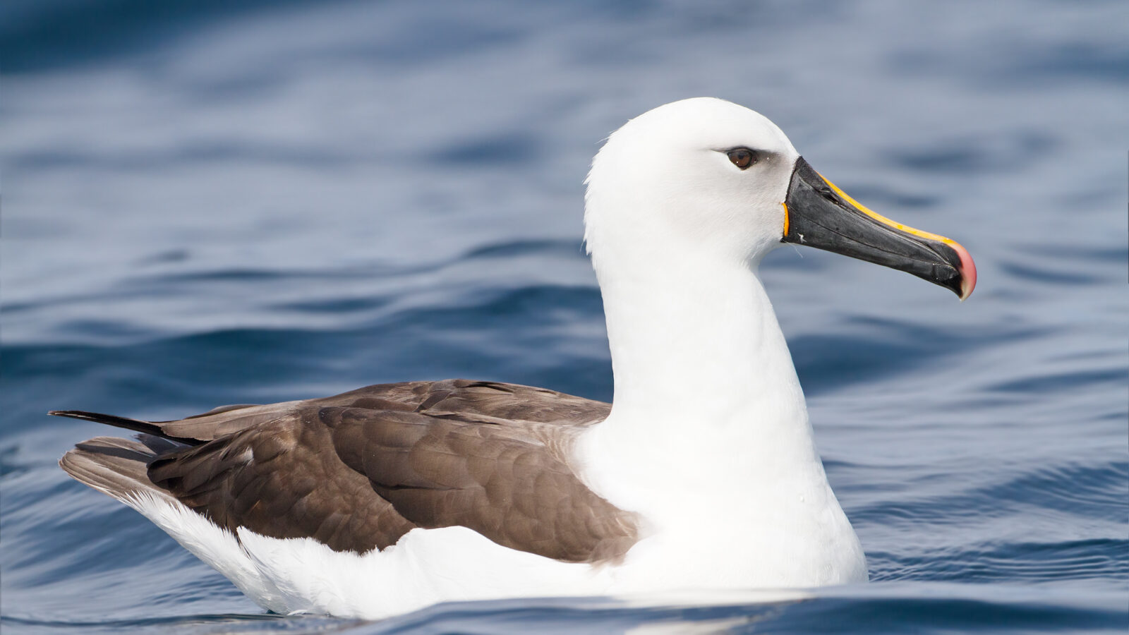 Indian Yellow-nosed Albatross