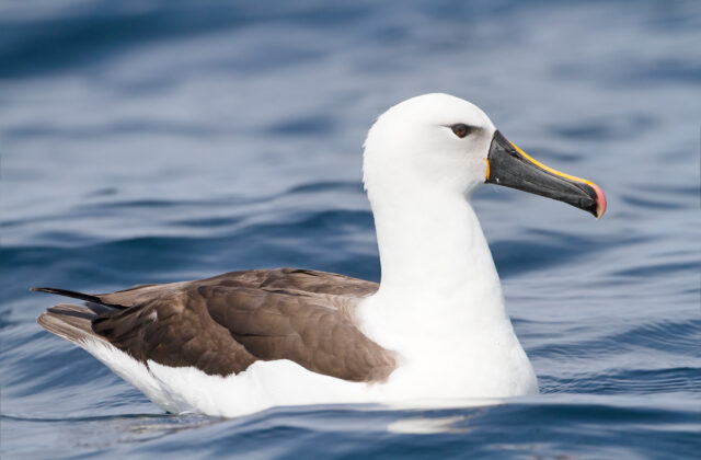 Indian Yellow-nosed Albatross