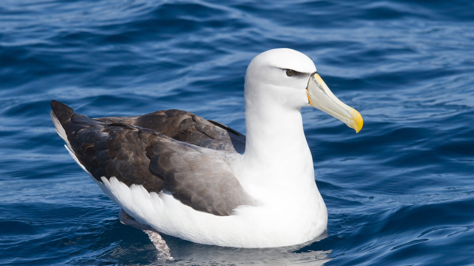 Shy Albatross