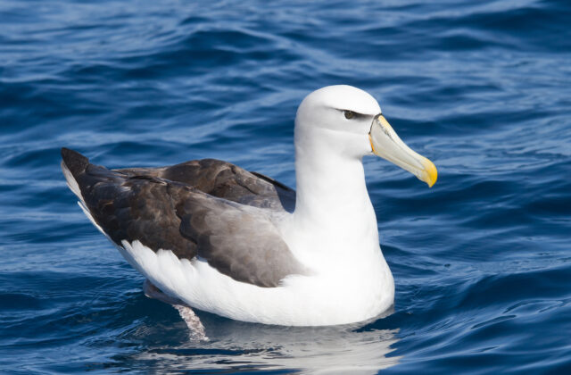 Shy Albatross