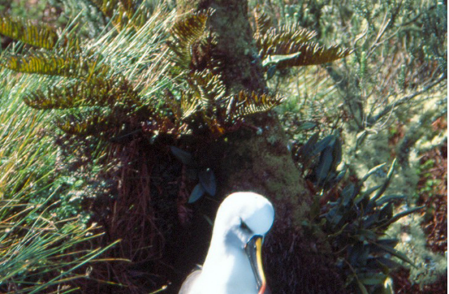Atlantic Yellow-nosed Albatross