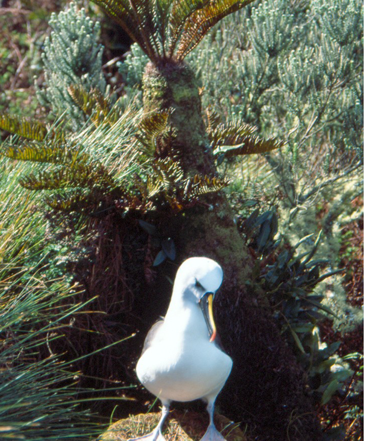 Atlantic Yellow-nosed Albatross