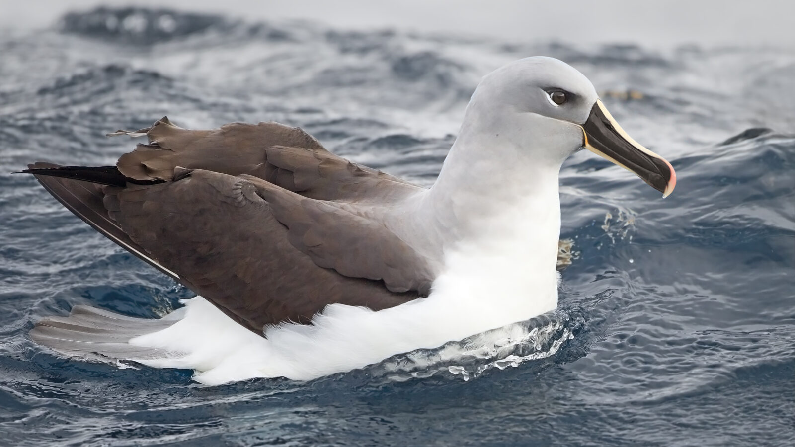 Grey-headed Albatross