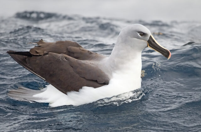Grey-headed Albatross