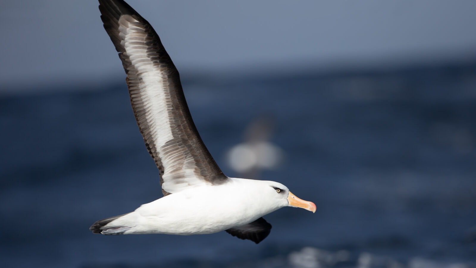 Campbell Albatross