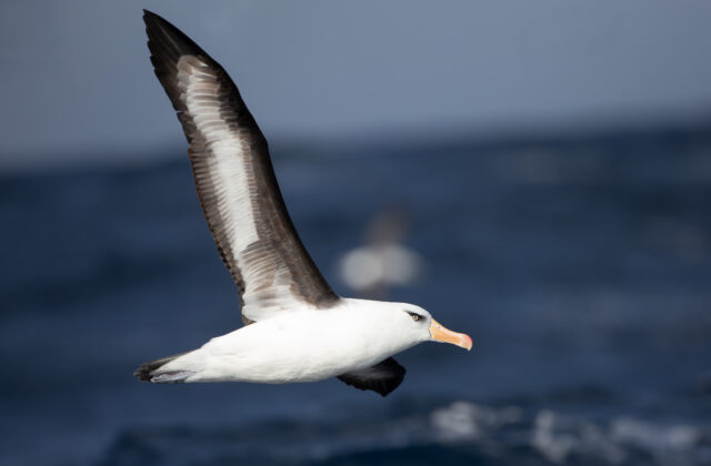 Campbell Albatross