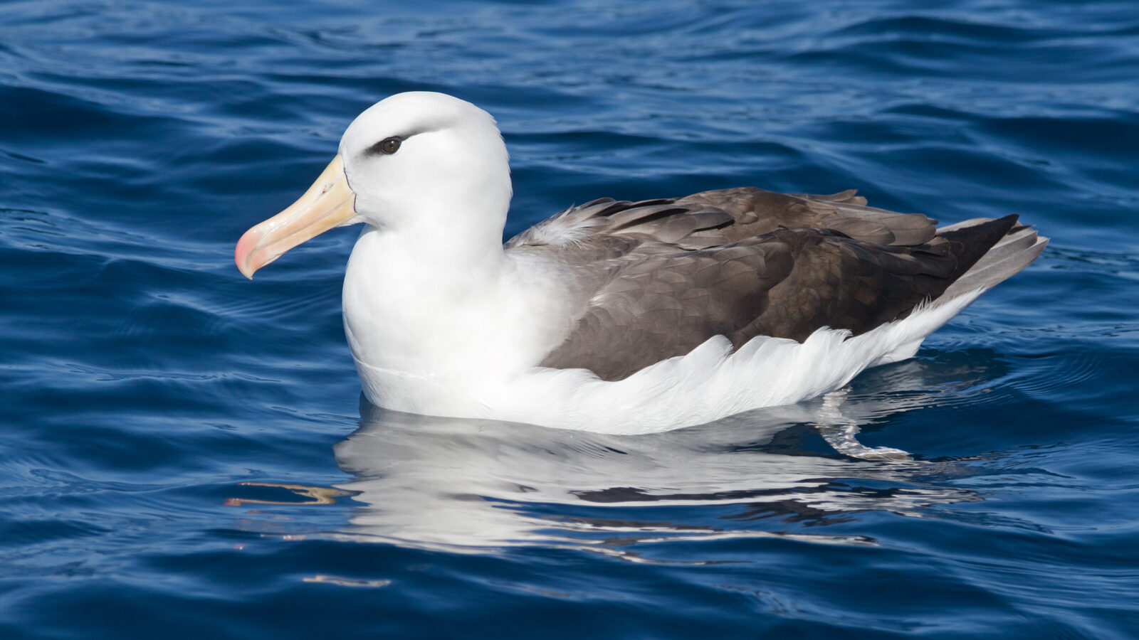 Black-browed Albatross