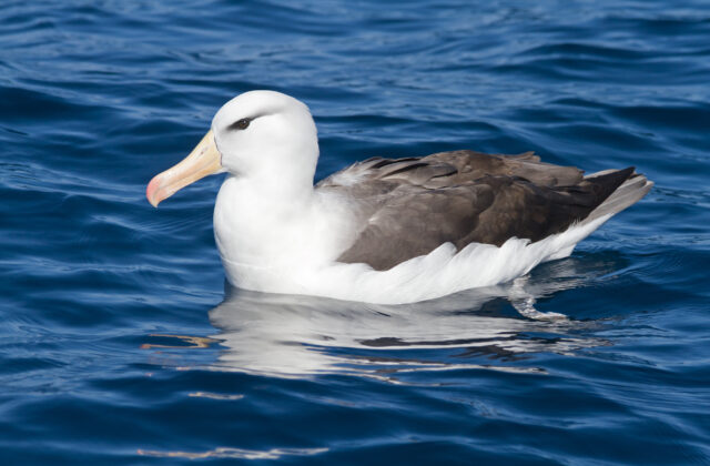 Black-browed Albatross