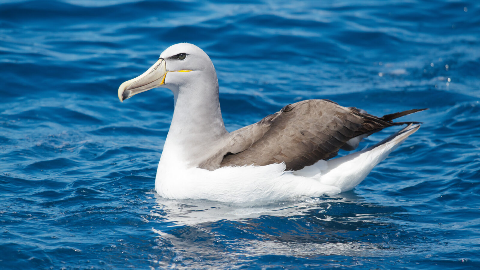 Salvin’s Albatross