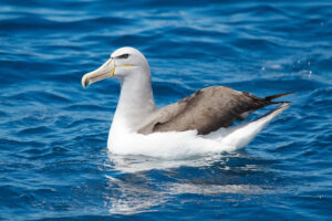 Salvin’s Albatross