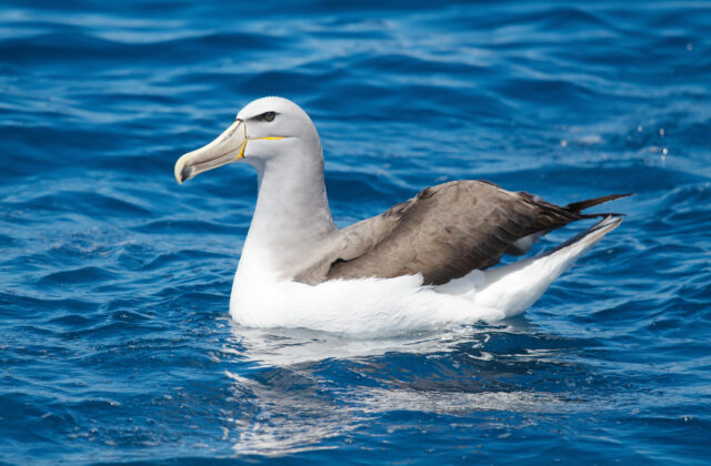 Salvin’s Albatross