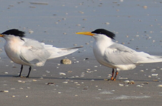 Cabot’s Tern