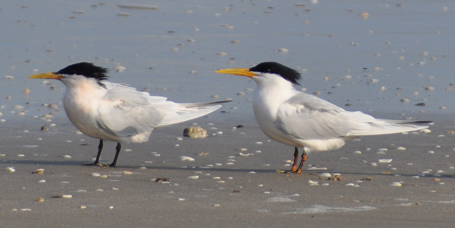 Cabot’s Tern
