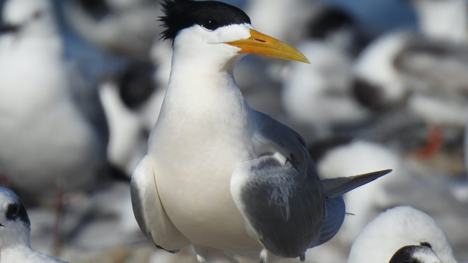 Greater Crested Tern