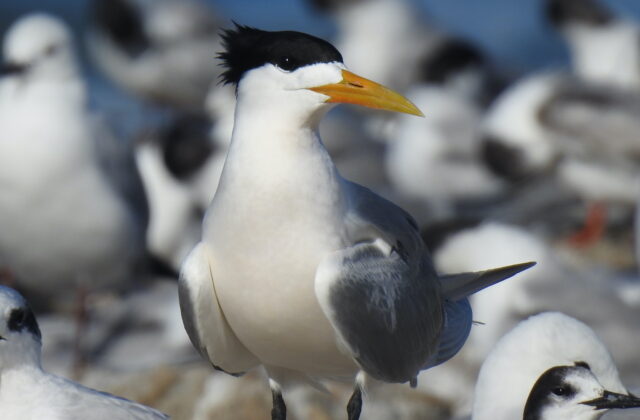 Greater Crested Tern