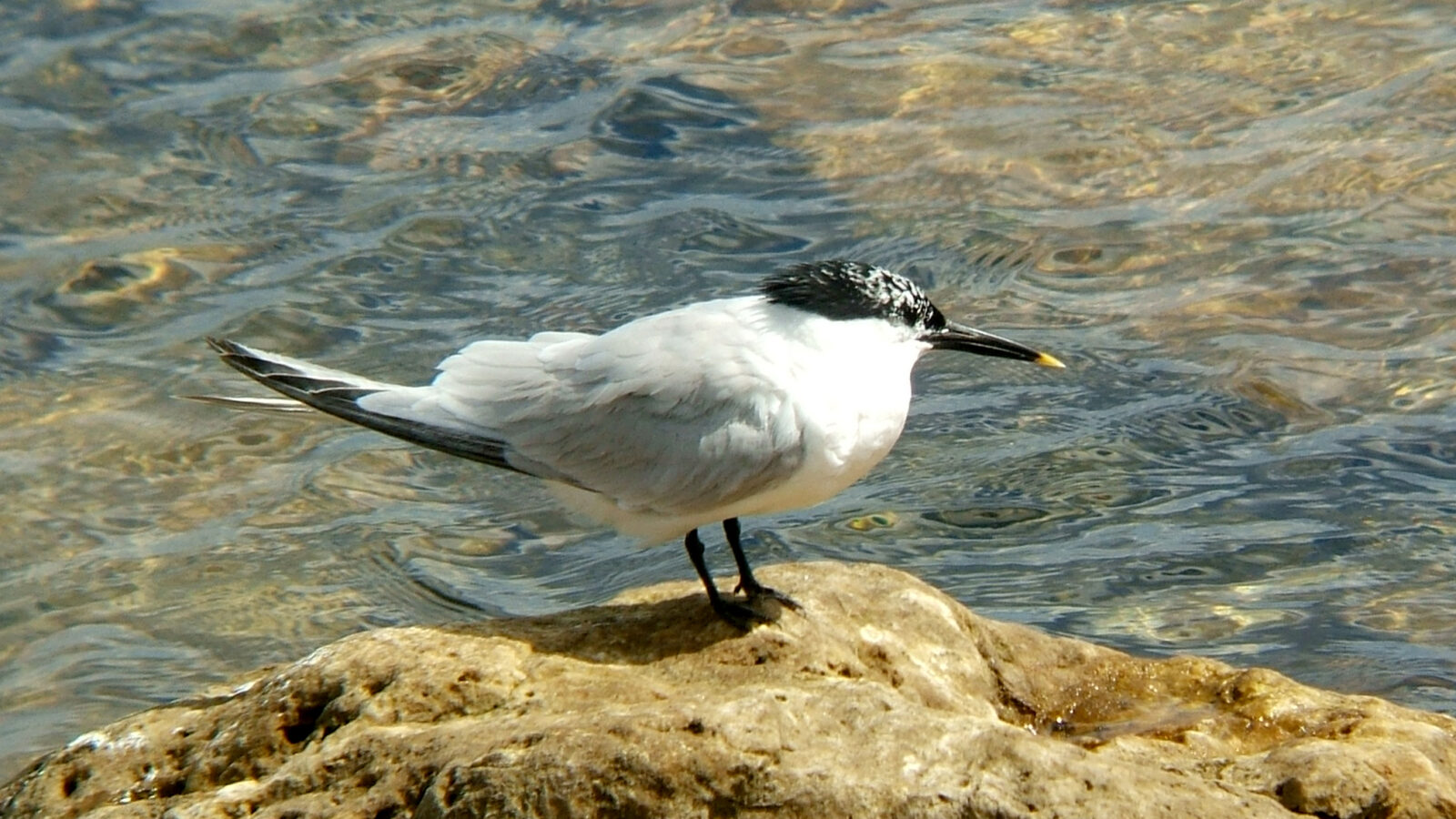 Sandwich Tern