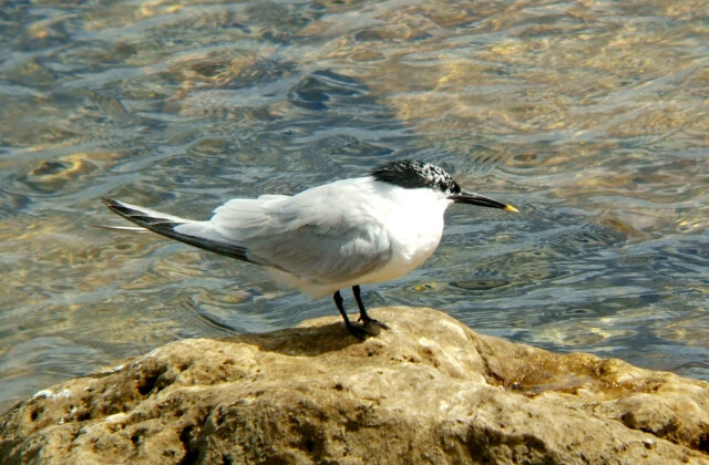 Sandwich Tern