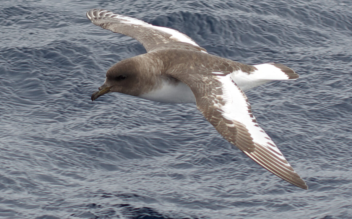 Antarctic Petrel
