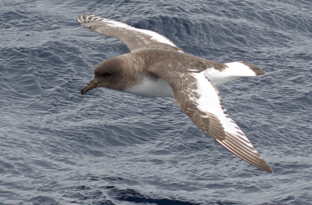 Antarctic Petrel