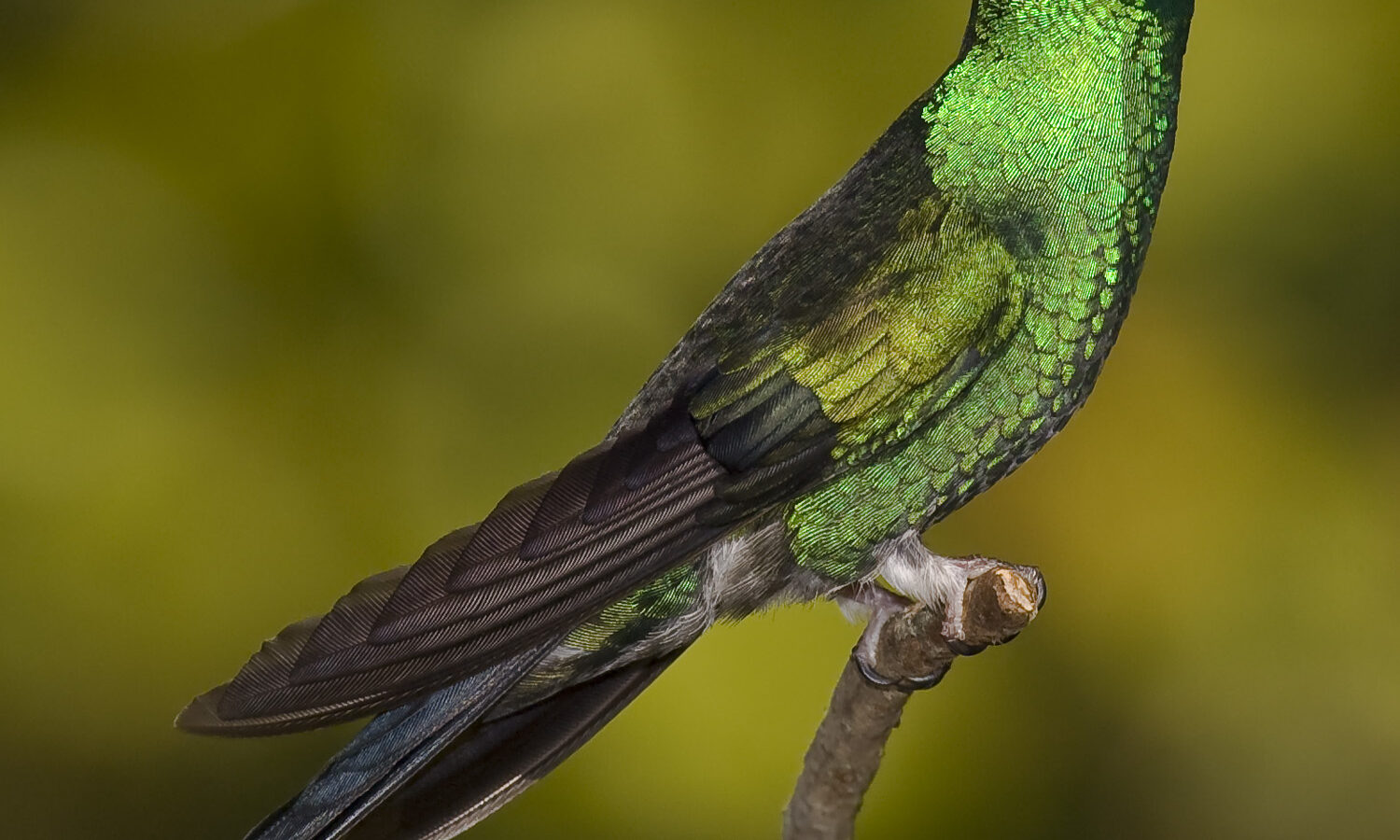 Violet-capped Woodnymph