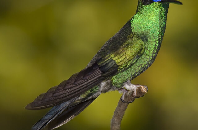 Violet-capped Woodnymph