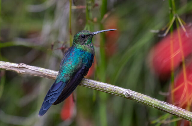 Long-tailed Woodnymph