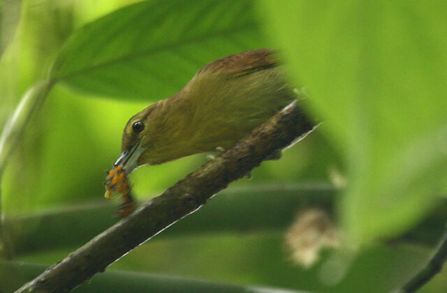 Russet Antshrike