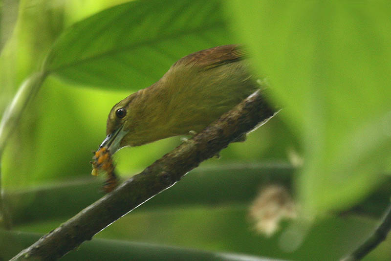 Russet Antshrike
