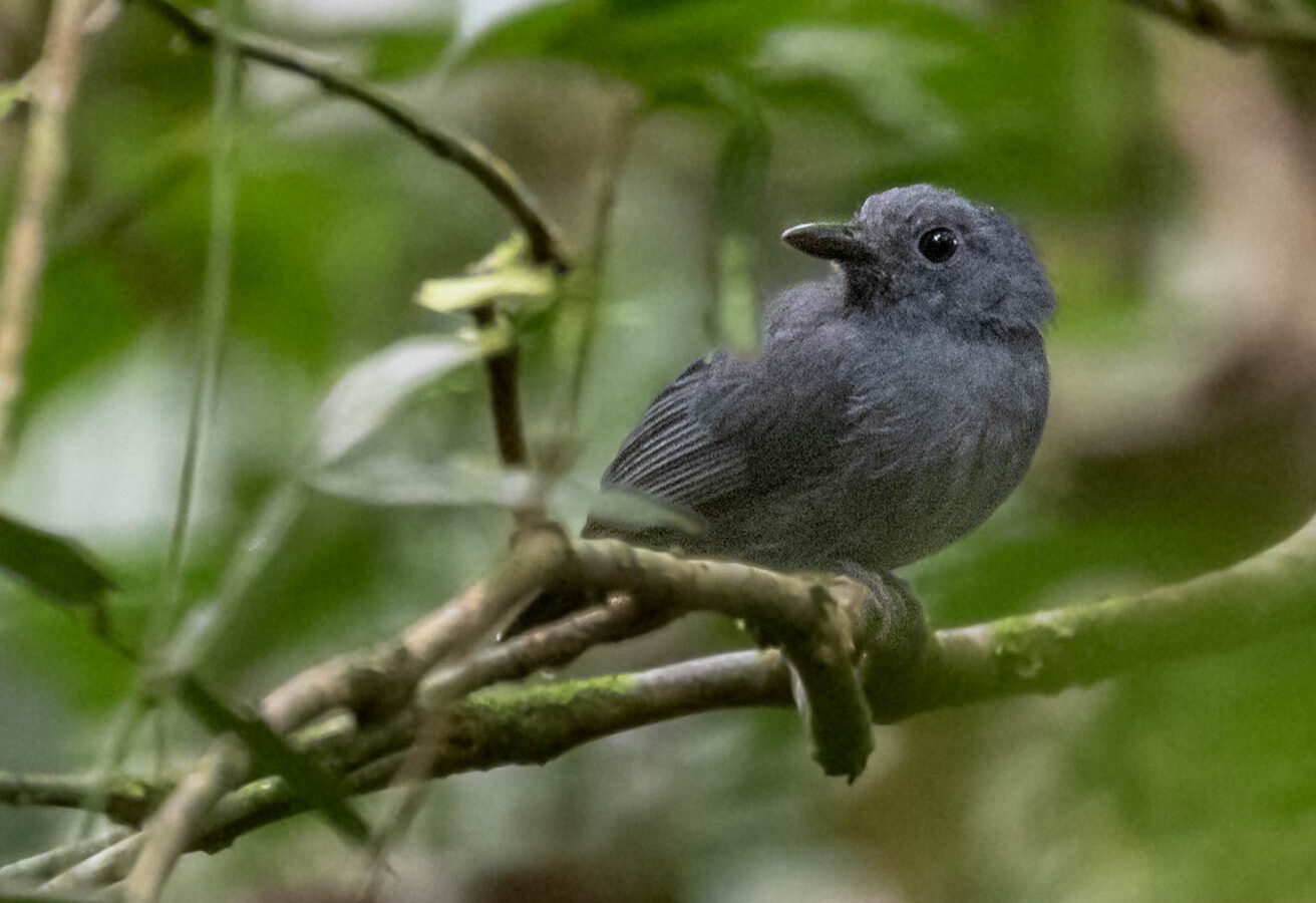 Dusky-throated Antshrike