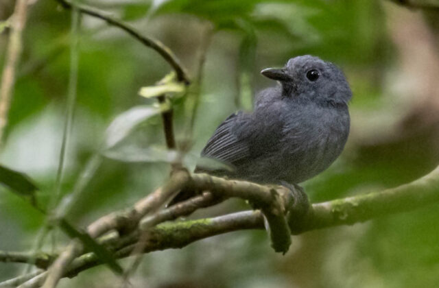 Dusky-throated Antshrike