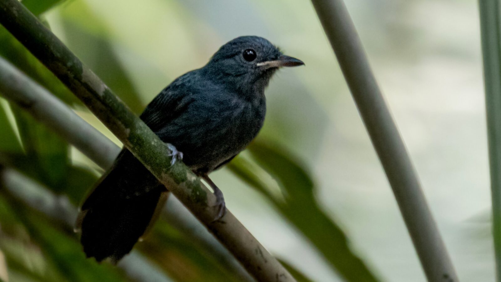 Cinereous Antshrike