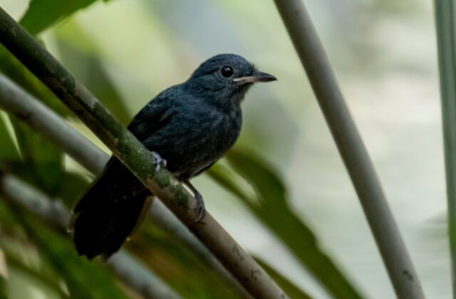 Cinereous Antshrike