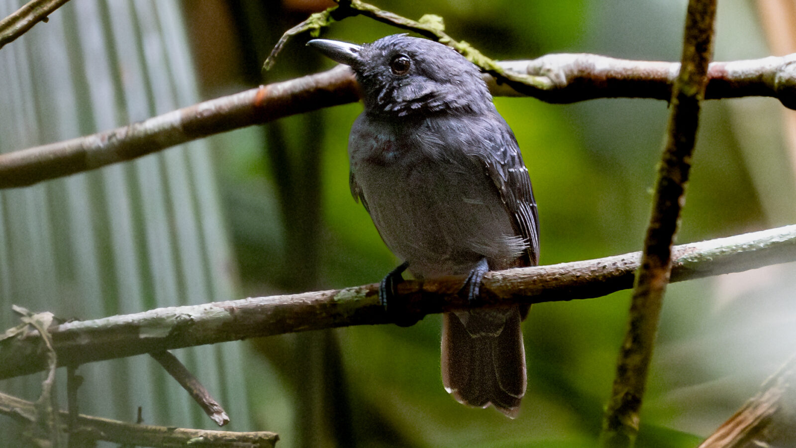 Saturnine Antshrike