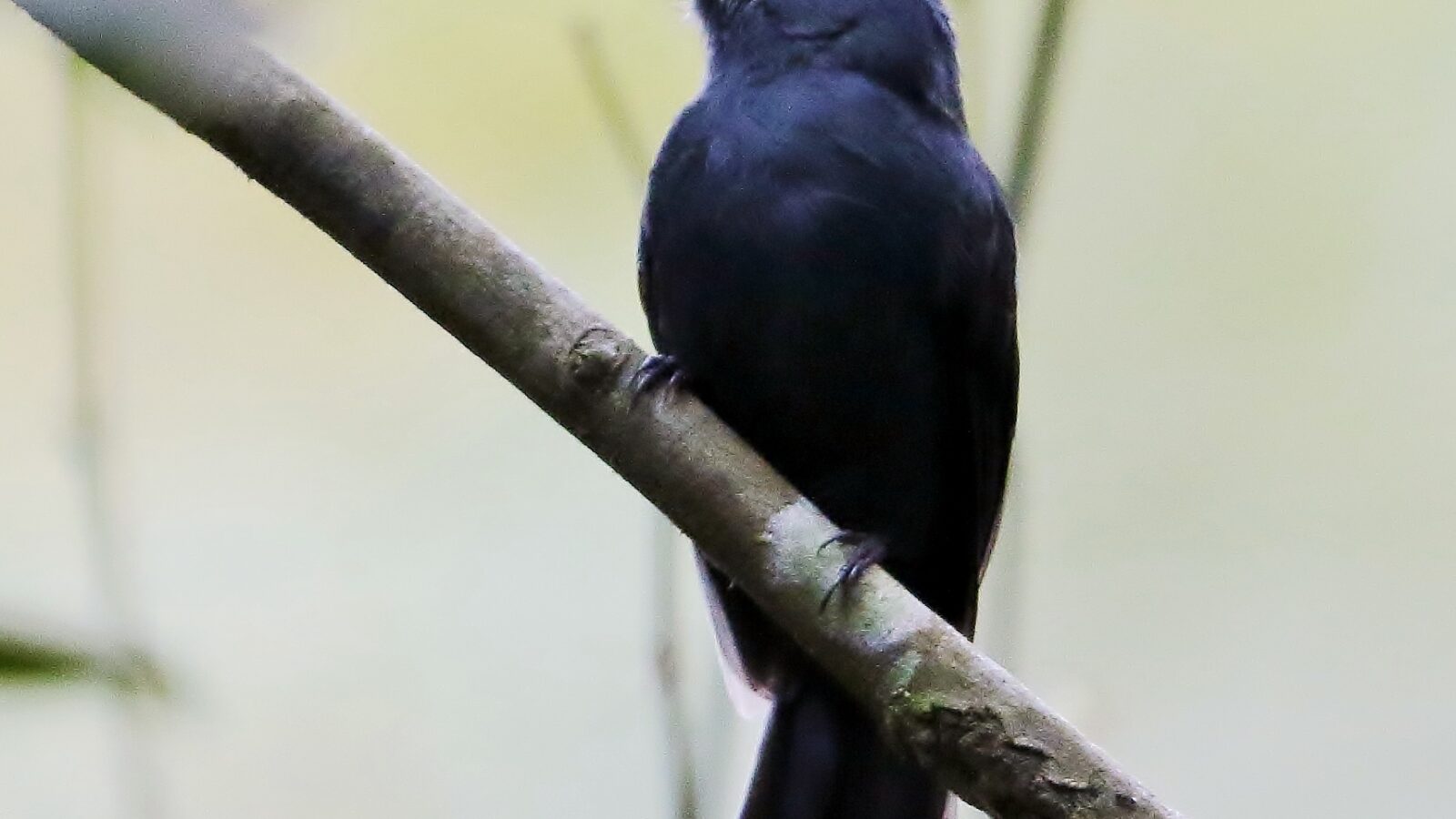Bluish-slate Antshrike