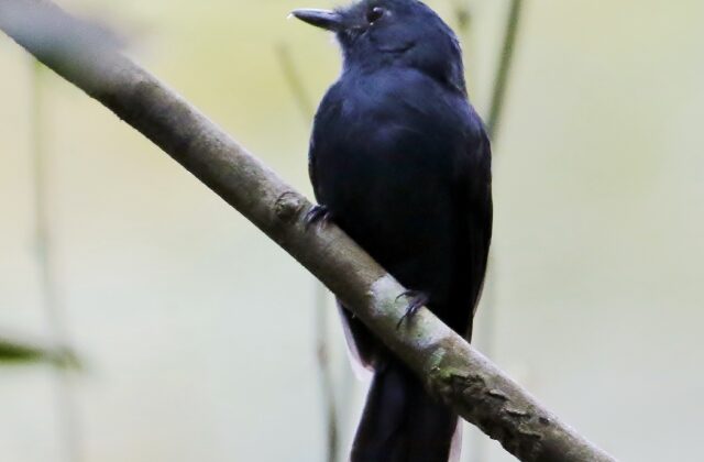 Bluish-slate Antshrike